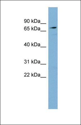 Anti-SLC7A2 antibody produced in rabbit