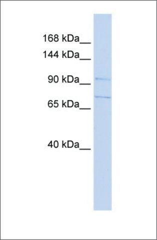 Anti-SLC8A3 antibody produced in rabbit