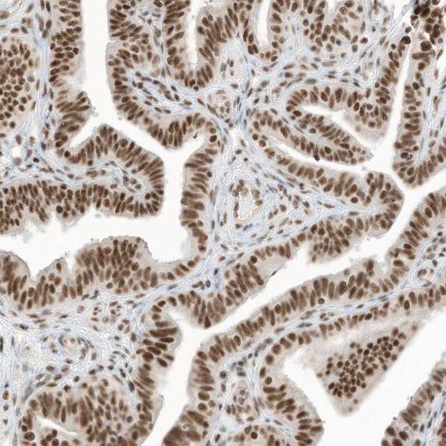 Anti-SF3A3 antibody produced in rabbit