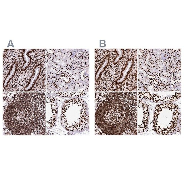 Anti-SFPQ antibody produced in rabbit