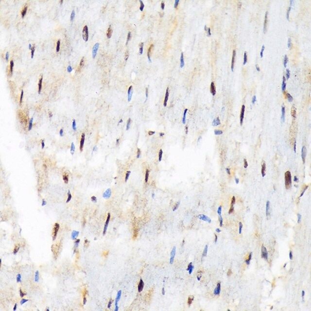 Anti-SF3B3/SAP130 antibody produced in rabbit