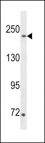 ANTI-SETD1A (CENTER) antibody produced in rabbit