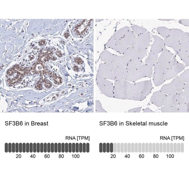 Anti-SF3B6 antibody produced in rabbit