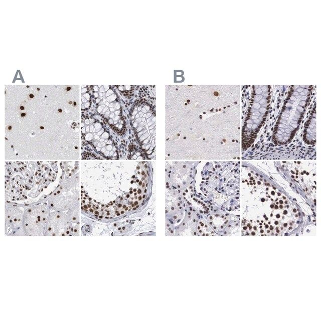 Anti-SF3A1 antibody produced in rabbit