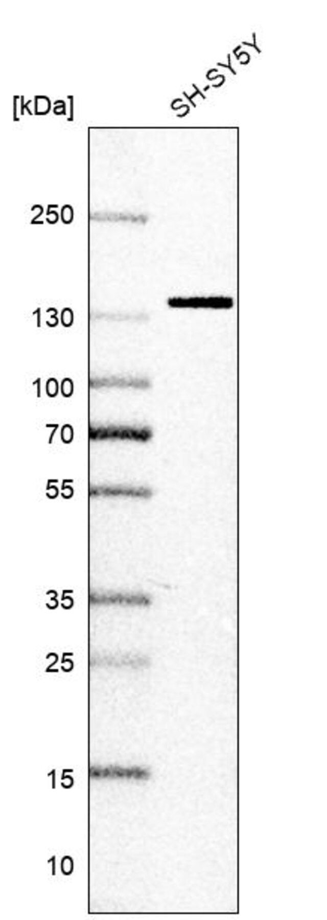 Anti-SF3B2 antibody produced in rabbit