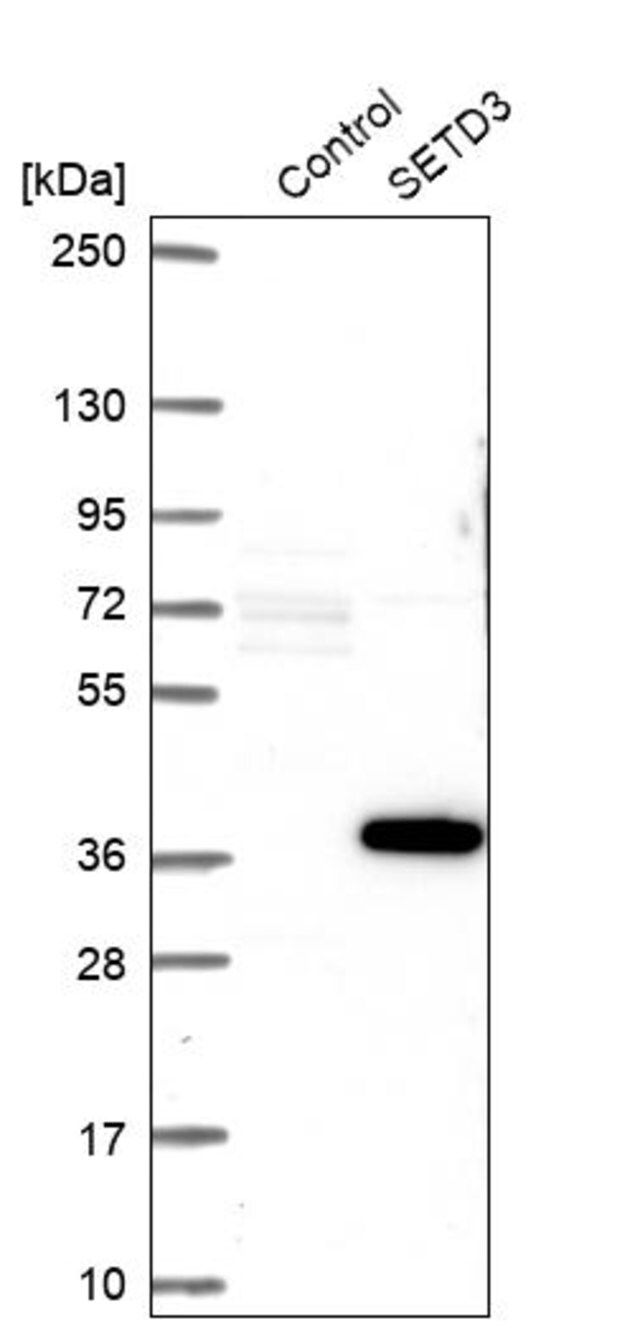 Anti-SETD3 antibody produced in rabbit