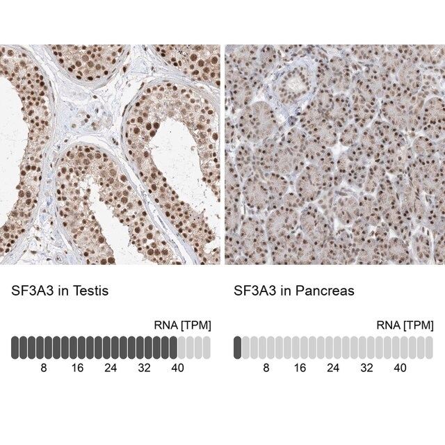 Anti-SF3A3 antibody produced in rabbit