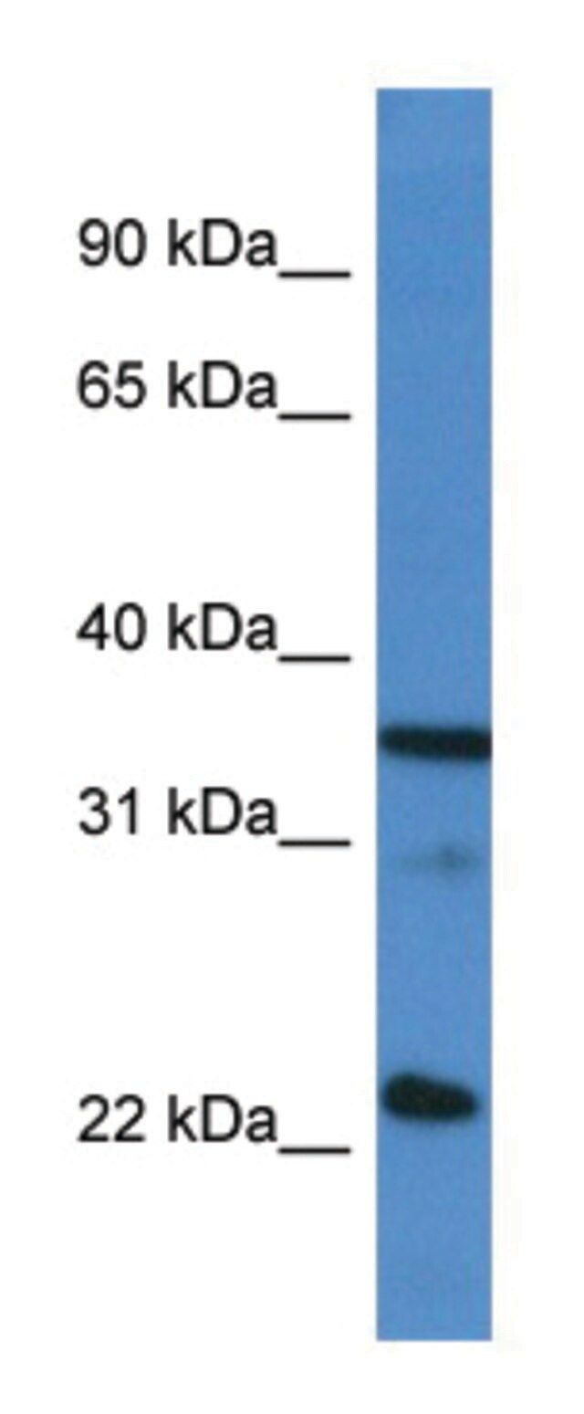 Anti-SFRS2 (C-terminal) antibody produced in rabbit