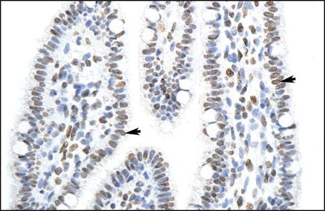 Anti-SFPQ antibody produced in rabbit