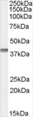 Anti-SFRP2 antibody produced in goat