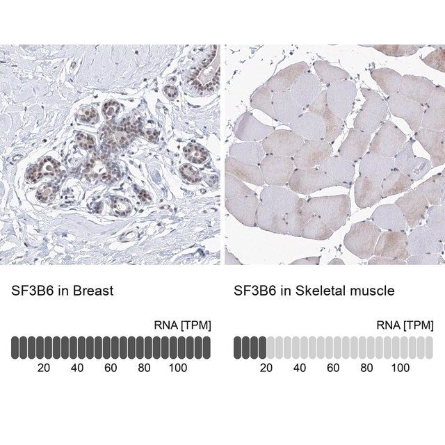 Anti-SF3B6 antibody produced in rabbit