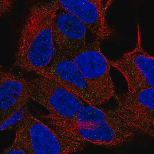 Anti-SEZ6L antibody produced in rabbit