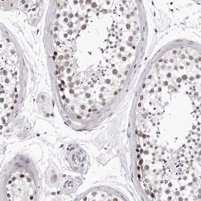 Anti-SF3B4 antibody produced in rabbit