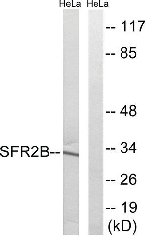 Anti-SFRS2B antibody produced in rabbit