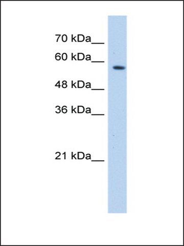 Anti-SF3A3 antibody produced in rabbit