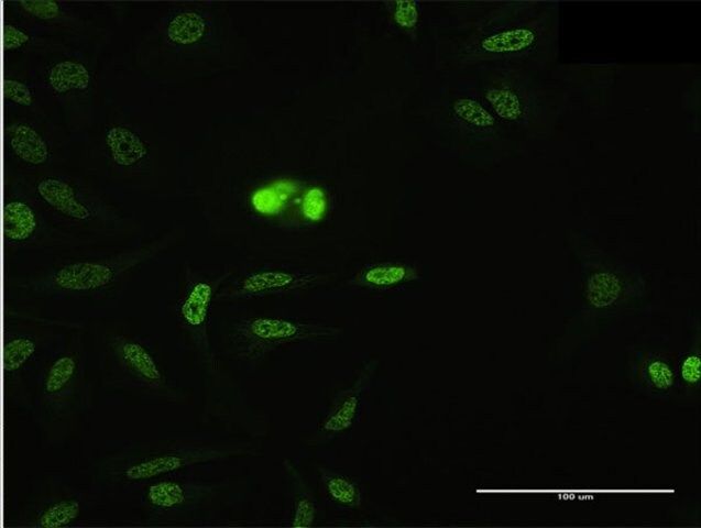 Anti-SFRS14 antibody produced in mouse