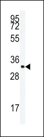 ANTI-SFRS2(N-TERMINAL) antibody produced in rabbit