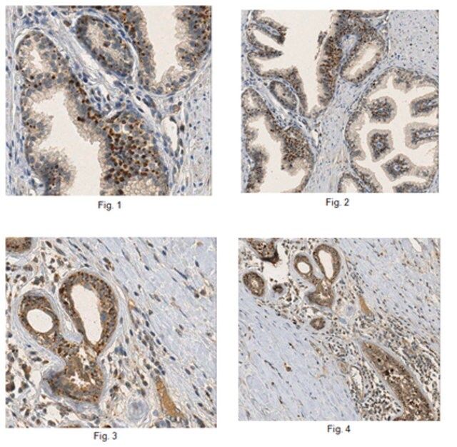 Anti-SFRP2 Antibody, clone 80.8.6, azide free