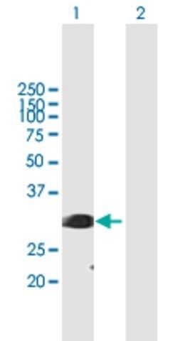 Anti-SFRS1 antibody produced in mouse