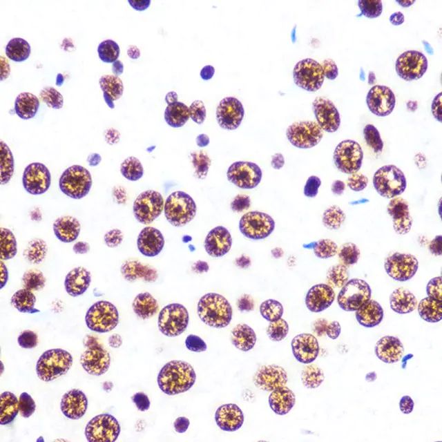 Anti-SFPQ antibody produced in rabbit