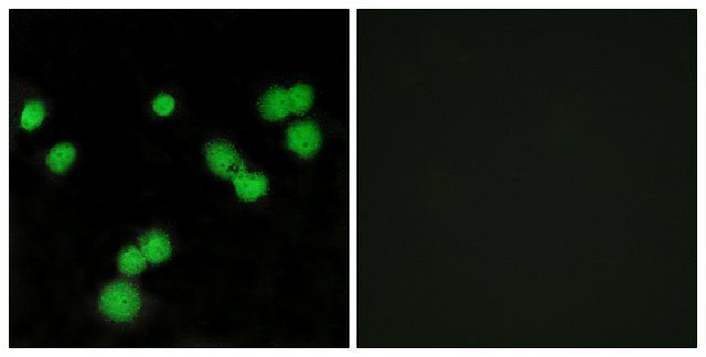 Anti-SFRS5 antibody produced in rabbit