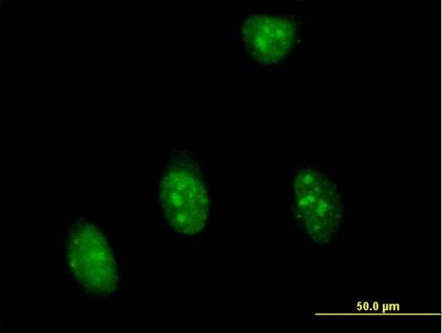 Anti-SFRS7 antibody produced in mouse