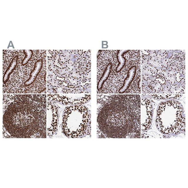 Anti-SFPQ antibody produced in rabbit