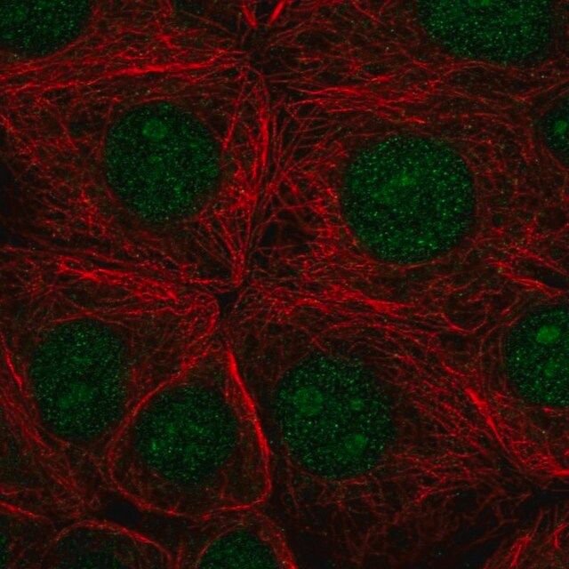 Anti-SF3B3 antibody produced in rabbit