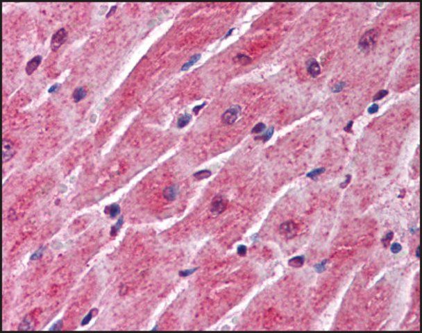 Anti-SFRP1 antibody produced in rabbit