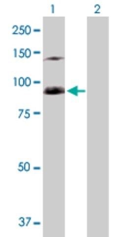 Anti-SFMBT1 antibody produced in rabbit