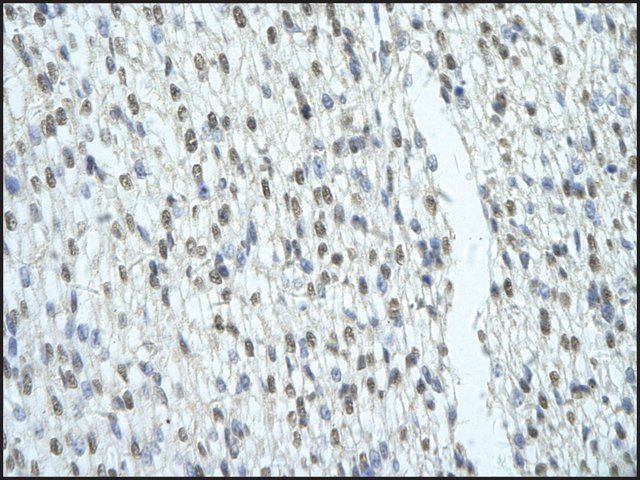 Anti-SFRS2B antibody produced in rabbit