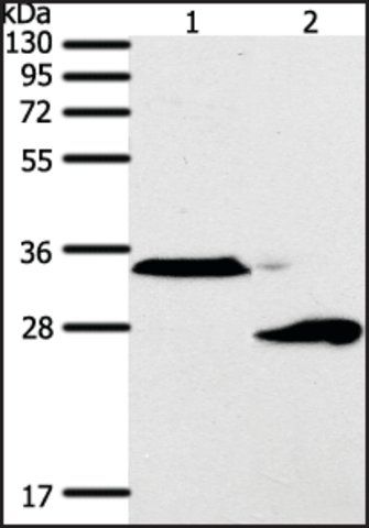 Anti-SFTPA1 antibody produced in rabbit