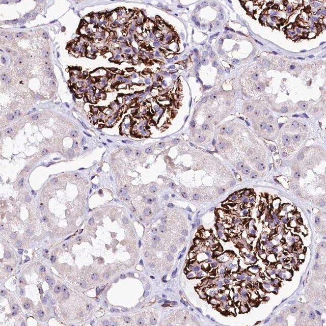 Anti-SFR1 antibody produced in rabbit