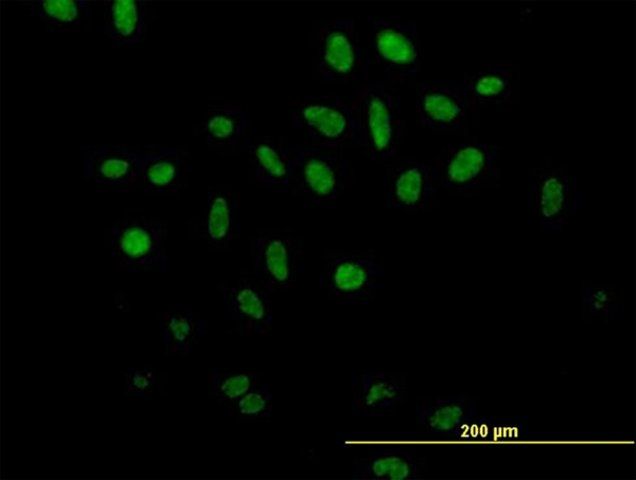 Anti-SFRS17A antibody produced in mouse