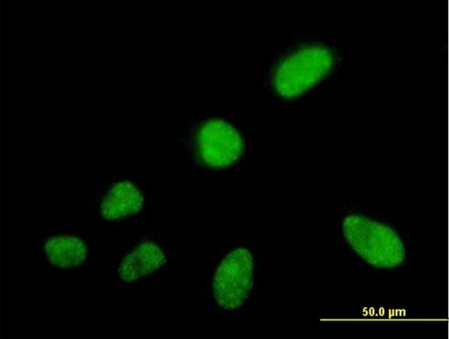 Anti-SFRS5 antibody produced in mouse