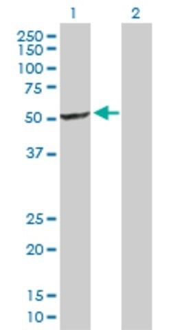 Anti-SFRS17A antibody produced in rabbit