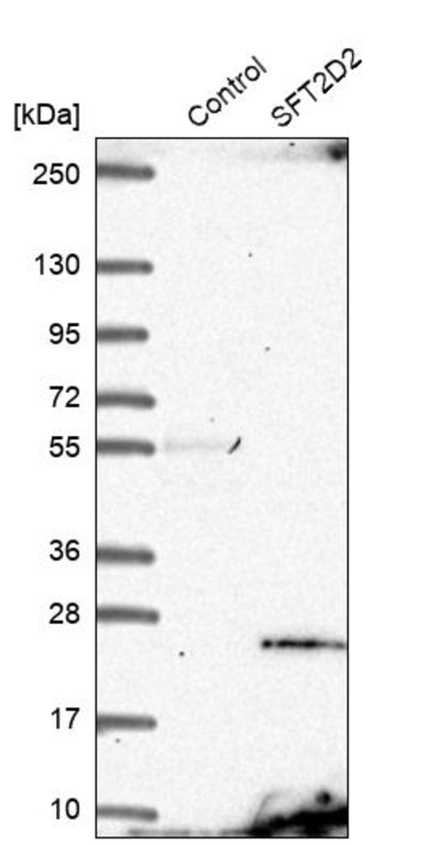 Anti-SFT2D2 antibody produced in rabbit