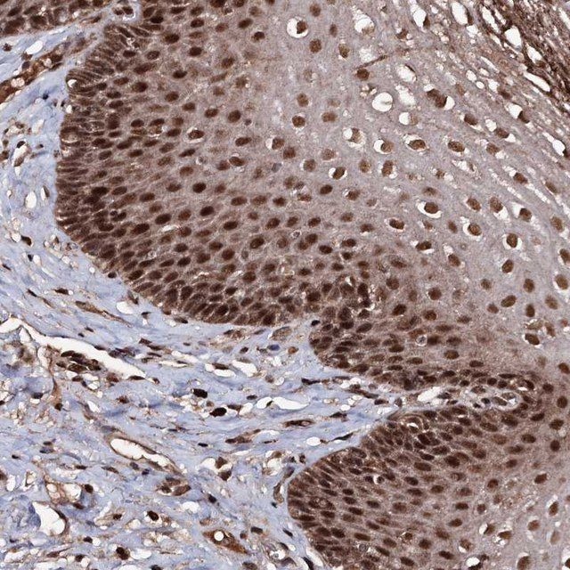 Anti-SFSWAP antibody produced in rabbit