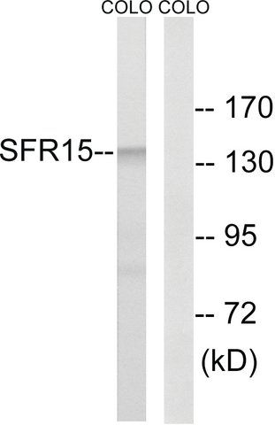 Anti-SFRS15 antibody produced in rabbit