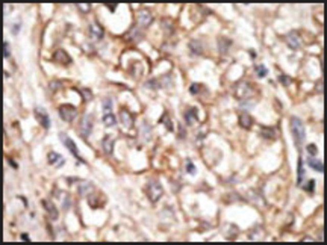 Anti-SIGLEC11 (N-term) antibody produced in rabbit