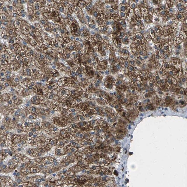 Anti-SIGLEC14 antibody produced in rabbit