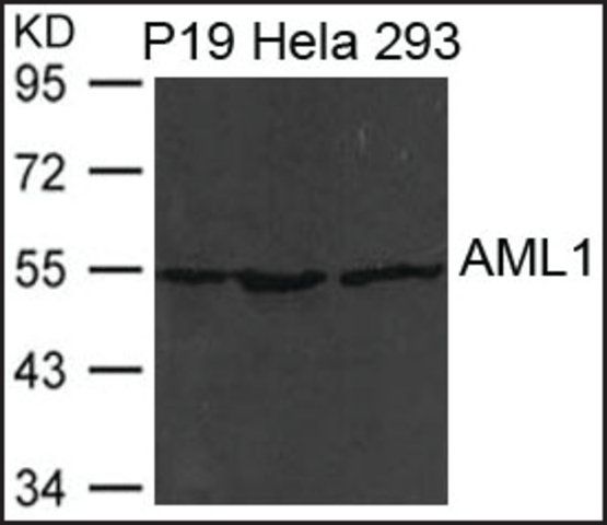 Anti-RUNX1 antibody produced in rabbit