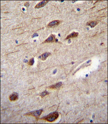 ANTI-RUSC2 (N-TERM) antibody produced in rabbit