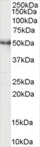 Anti-RP6-213H19.1 antibody produced in goat