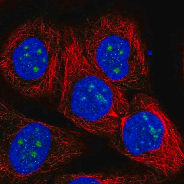 Anti-RP11-849H4.2 antibody produced in rabbit