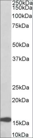 Anti-RPL23 (C-terminal) antibody produced in goat