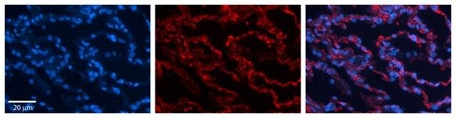 Anti-RPL13 antibody produced in rabbit