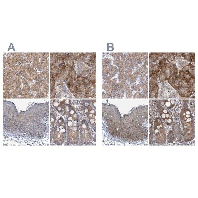 Anti-RPL32 antibody produced in rabbit