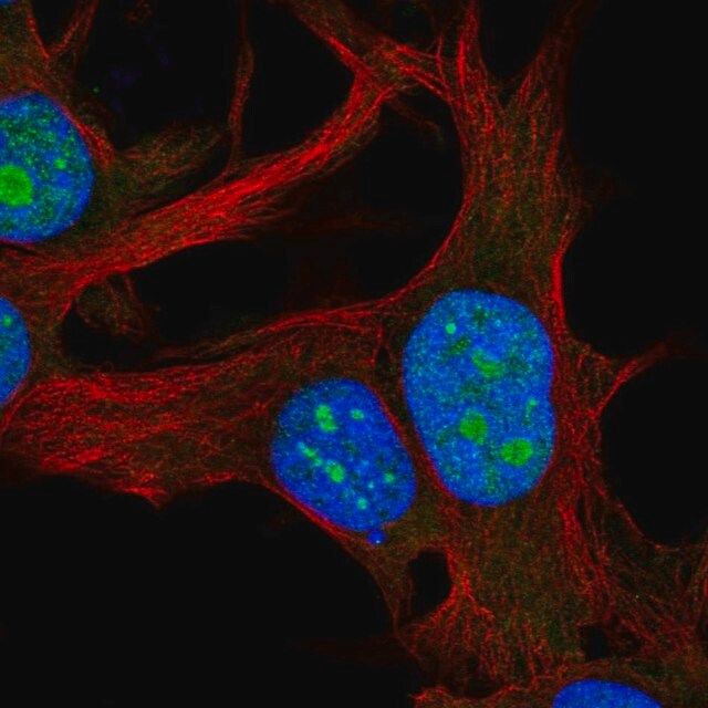 Anti-RPL22L1 antibody produced in rabbit