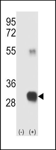 ANTI-RCE1 (N-TERM W57) antibody produced in rabbit